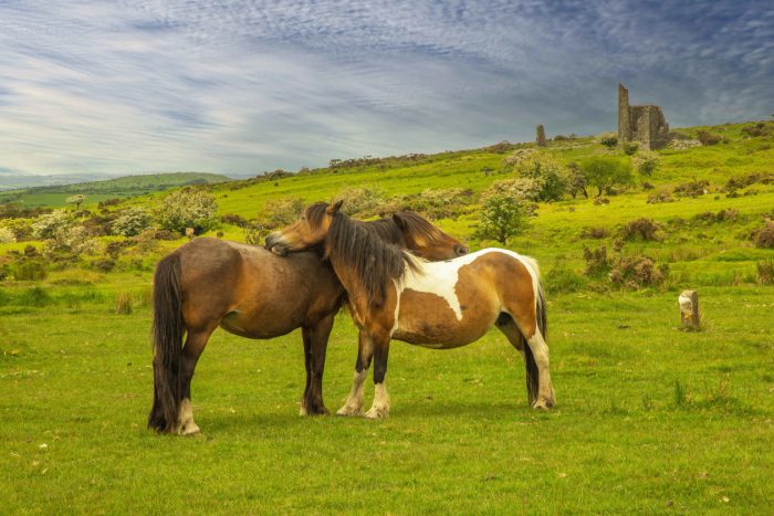 Ponies on Bodmin Moor