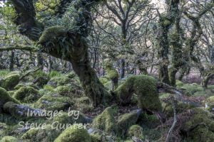 Wistmans Wood 3