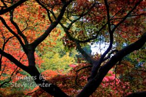 Westonbirt 2