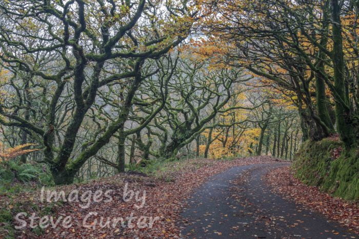 Oare Autumn Exmoor