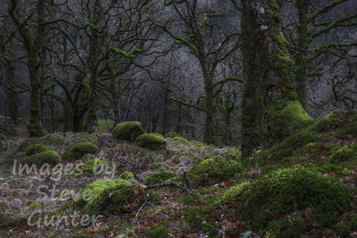Ariundle Oakwood, Ardnamurchan